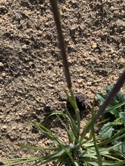 Geochloa rufa