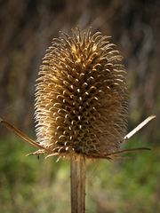 Dipsacus sativus