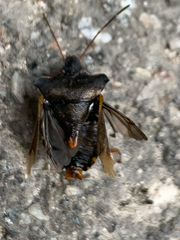 Pentatoma rufipes
