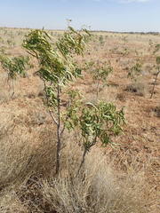 Alectryon oleifolius