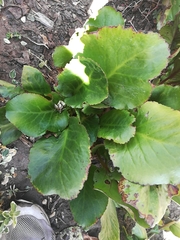 Bergenia crassifolia