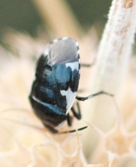 Tritomegas sexmaculatus