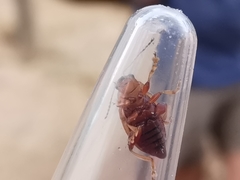 Arrhenocoela lineata