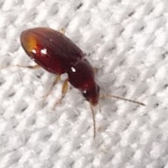 Elaphropus