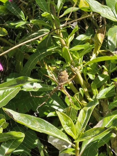 Silver Garden Orbweaver