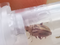 Arrhenocoela lineata