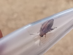 Arrhenocoela lineata