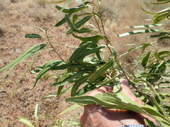 Alectryon oleifolius