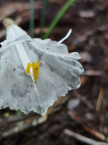 White Hoop-petticoat