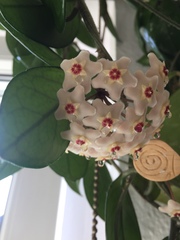 Hoya carnosa