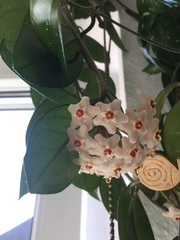 Hoya carnosa