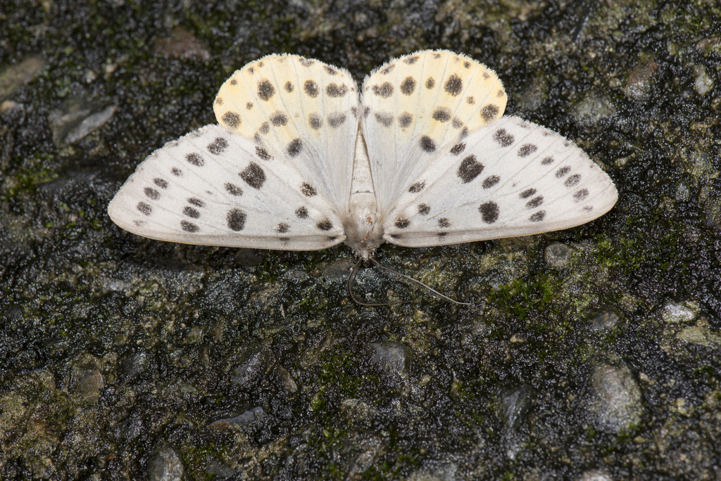 Arichanna postflava