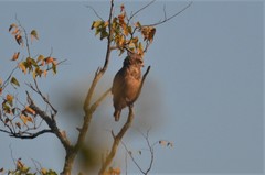 Circaetus cinerascens