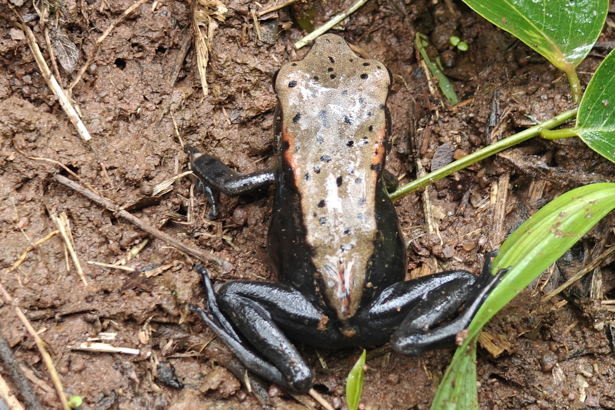 Biocoloured Forest Frog
