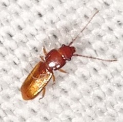Laemophloeidae