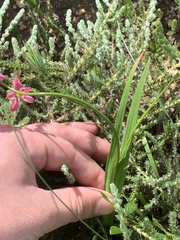 Ixia scillaris