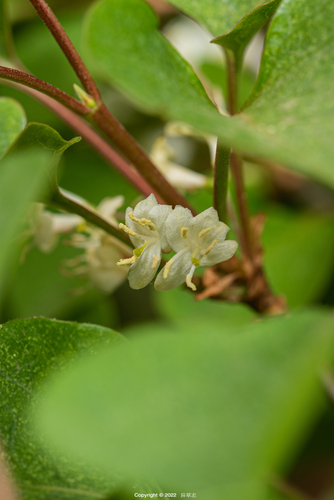 Lonicera oblata