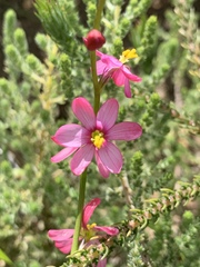 Ixia scillaris