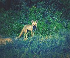 Vulpes vulpes arabica