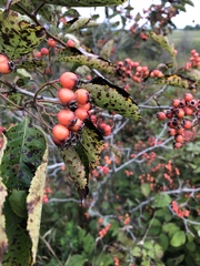 Crataegus succulenta