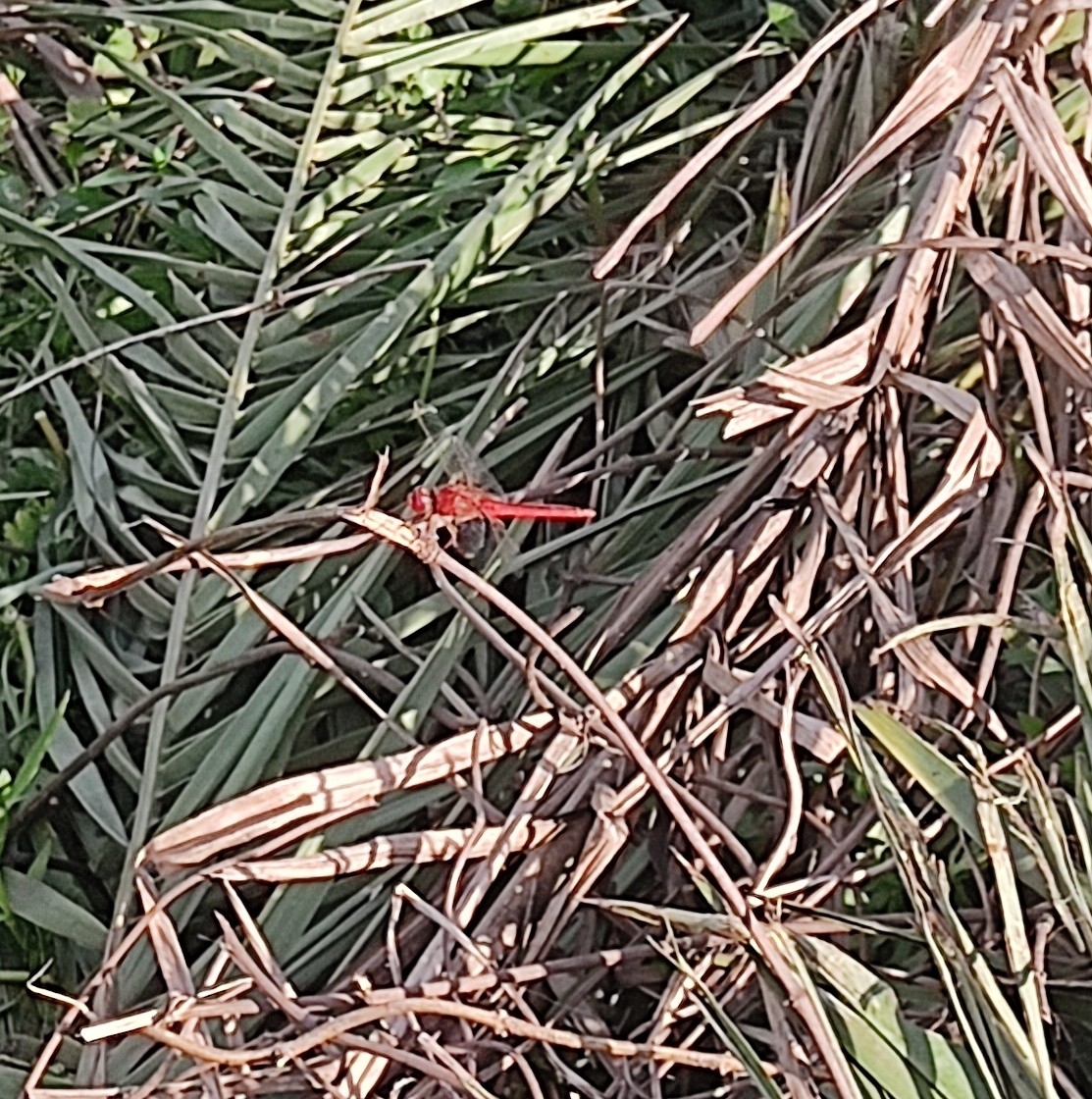 Scarlet Skimmer