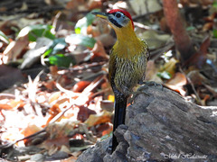 Picus vittatus