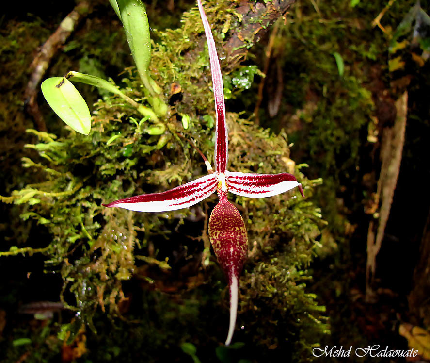 Codonosiphon