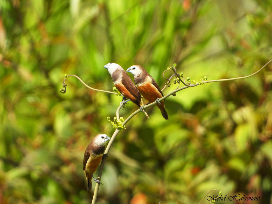 Grey-Banded Munia
