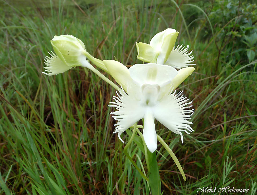 Lady Susan's Orchid