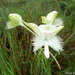 Lady Susan's Orchid - Photo (c) Mehd Halaouate, some rights reserved (CC BY-NC), uploaded by Mehd Halaouate