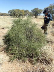 Eremophila polyclada