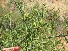 Eremophila polyclada