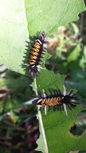 Milkweed Tussock Moth photo 6