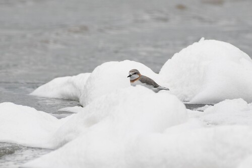 Chestnut-banded Plover (Anarhynchus pallidus), photo 3