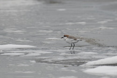 Chestnut-banded Plover (Anarhynchus pallidus), photo 10