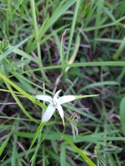 Rhynchospora colorata