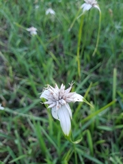 Rhynchospora colorata