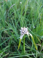 Rhynchospora colorata