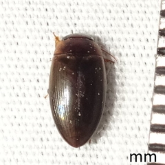 Copelatus chevrolati