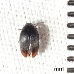 Eucinetus haemorrhoidalis