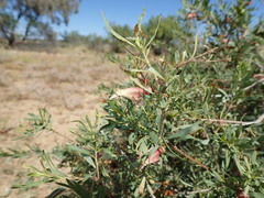 Eremophila maculata