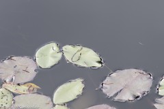 Polypedilum braseniae