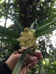 Freycinetia
