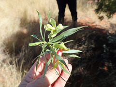 Eremophila duttonii