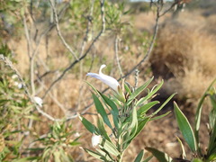 Eremophila freelingii