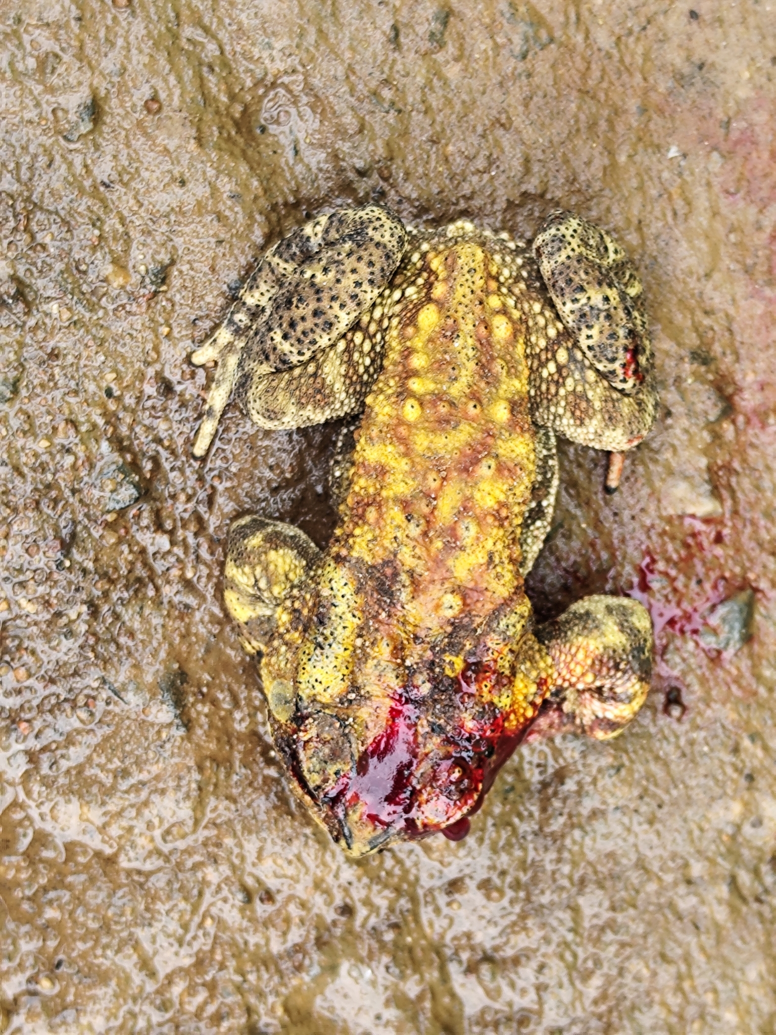Indian Common True Toad