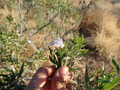 Eremophila freelingii
