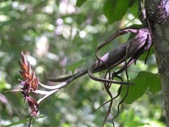Tillandsia intermedia