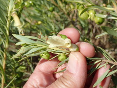 Eremophila maculata