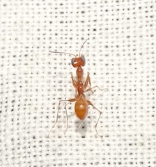 Dryinidae